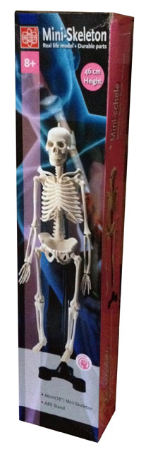 人体解剖模型　46㎝骨格模型