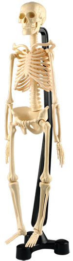人体解剖模型　46㎝骨格模型